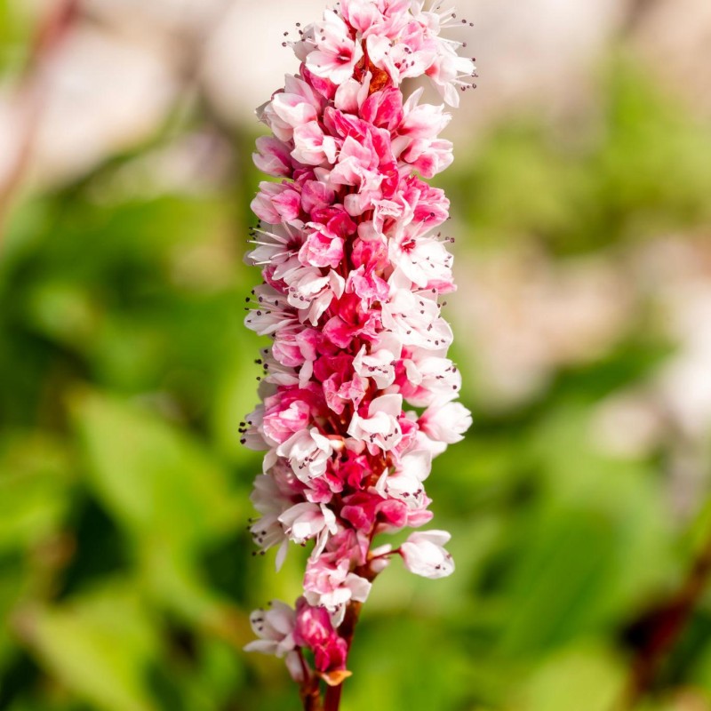Bistorta (syn. Polygonum) affinis ‘Superba’  - örökzöld keserűfű 