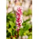 Bistorta (syn. Polygonum) affinis ‘Superba’  - örökzöld keserűfű 
