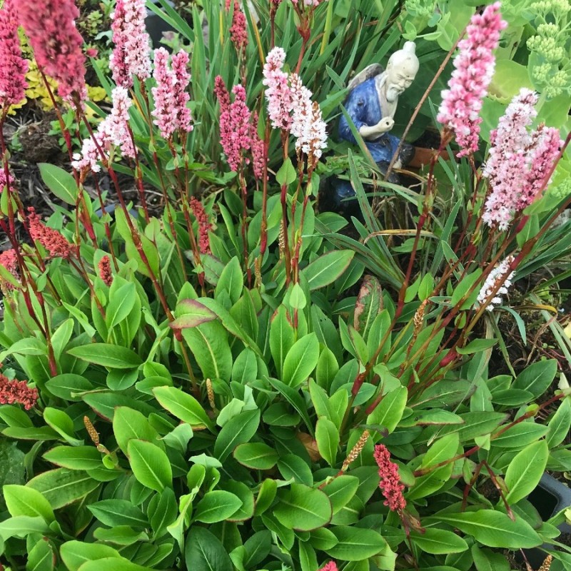 Bistorta (syn. Polygonum) affinis ‘Superba’  - örökzöld keserűfű 