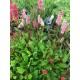 Bistorta (syn. Polygonum) affinis ‘Superba’  - örökzöld keserűfű 
