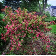 Weigela ‘Bristol Ruby’ – rubinvörös virágú rózsalonc