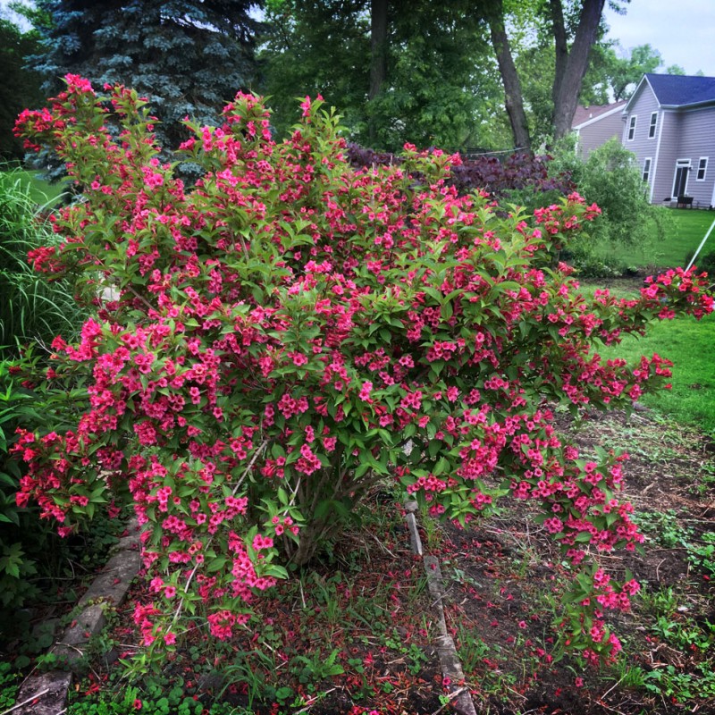 Weigela ‘Bristol Ruby’ – rubinvörös virágú rózsalonc