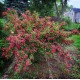 Weigela ‘Bristol Ruby’ – rubinvörös virágú rózsalonc