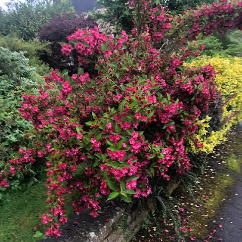 Weigela ‘Bristol Ruby’ – rubinvörös virágú rózsalonc