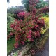 Weigela ‘Bristol Ruby’ – rubinvörös virágú rózsalonc