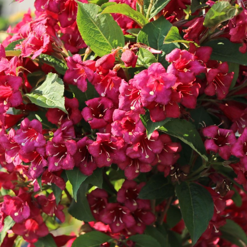 Weigela ‘Bristol Ruby’ – rubinvörös virágú rózsalonc