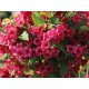 Weigela ‘Bristol Ruby’ – rubinvörös virágú rózsalonc