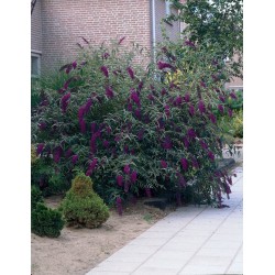 Buddleia davidii 'Black Knight' – Nyáriorgona