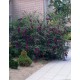 Buddleia davidii 'Black Knight' – Nyáriorgona