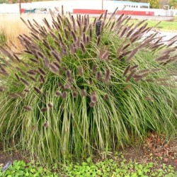 Pennisetum alopecuroides 'Black Beauty' - Fekete tollborzfű