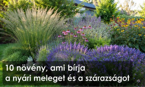 Mely növények bírják a nyári meleget és a szárazságot? 10 strapabíró választás a kertbe