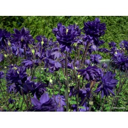 Aquilegia vulgaris ‘Blue Barlow’ - Réti harangláb