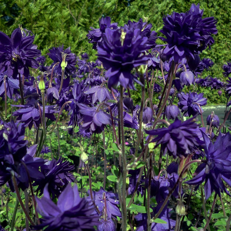Aquilegia vulgaris ‘Blue Barlow’ - Réti harangláb