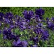 Aquilegia vulgaris ‘Blue Barlow’ - Réti harangláb