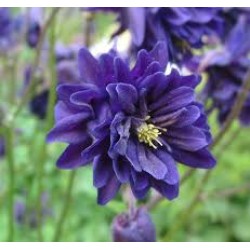 Aquilegia vulgaris ‘Blue Barlow’ - Réti harangláb