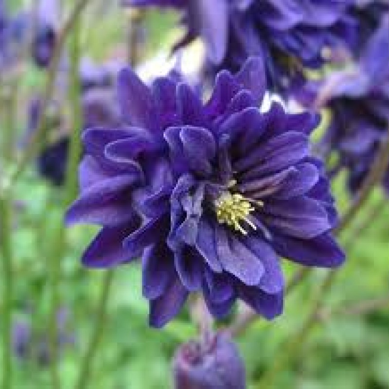 Aquilegia vulgaris ‘Blue Barlow’ - Réti harangláb