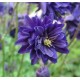 Aquilegia vulgaris ‘Blue Barlow’ - Réti harangláb