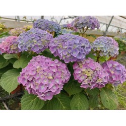 Hydrangea macrophylla Bodensee -  Kerti Hortenzia