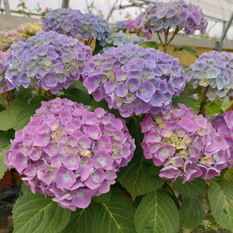 Hydrangea macrophylla Bodensee -  Kerti Hortenzia