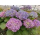 Hydrangea macrophylla Bodensee -  Kerti Hortenzia