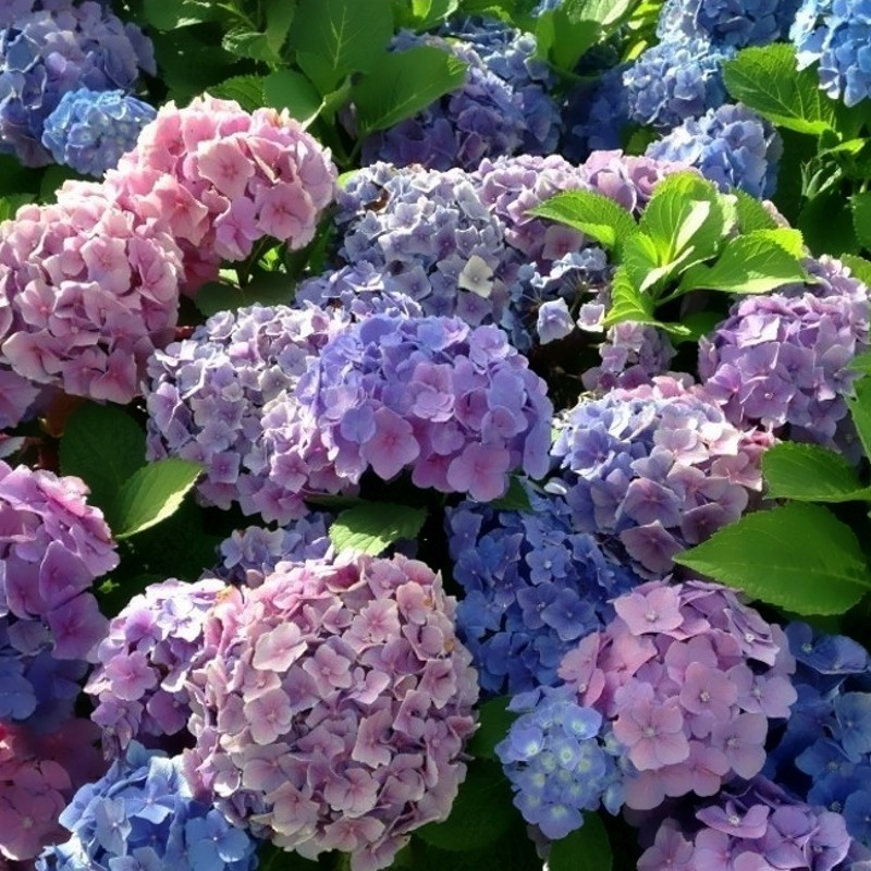 Hydrangea macrophylla Bodensee -  Kerti Hortenzia