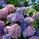 Hydrangea macrophylla Bodensee -  Kerti Hortenzia