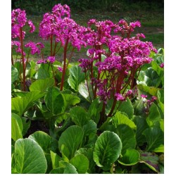 Bergenia ‘Bressingham Ruby’