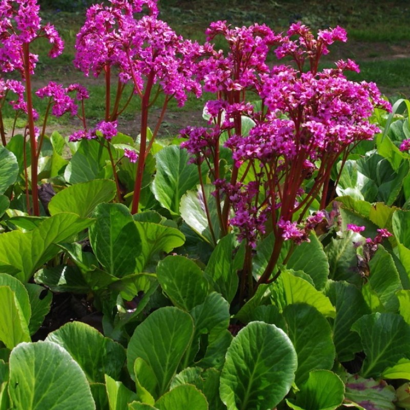 Bergenia ‘Bressingham Ruby’