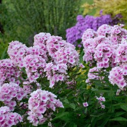 Phlox paniculata ‘Bright Eyes’ - Bugás Lángvirág
