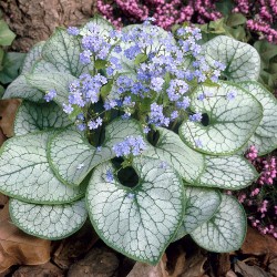 Brunnera macrophylla ‘Silver Spea’ - Kaukázusi nefelejcs