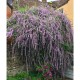 Buddleja alternifolia 'Unique' - Pillangócserje