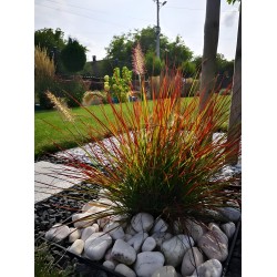 Cenchrus (Pennisetum) alopecuroides 'Burgundy Bunny' - Törpe Tollborzfű