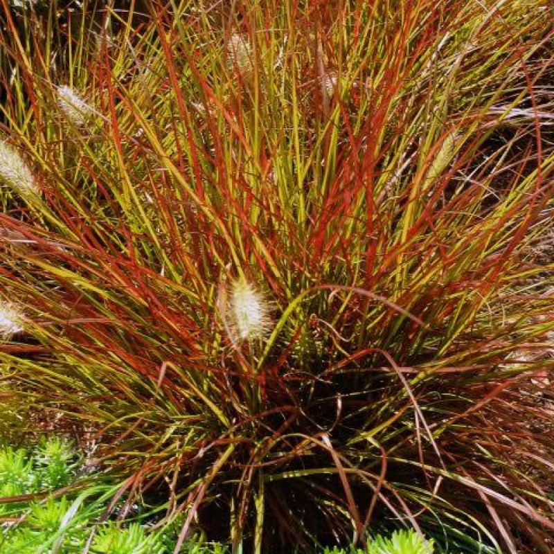 Cenchrus (Pennisetum) alopecuroides 'Burgundy Bunny' - Törpe Tollborzfű