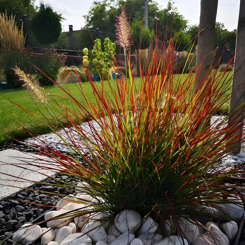 Cenchrus (Pennisetum) alopecuroides 'Burgundy Bunny' - Törpe Tollborzfű