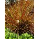 Cenchrus (Pennisetum) alopecuroides 'Burgundy Bunny' - Törpe Tollborzfű