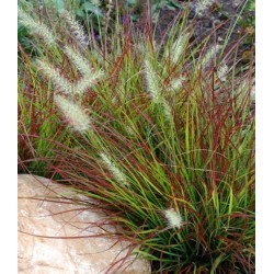 Cenchrus (Pennisetum) alopecuroides 'Burgundy Bunny' - Törpe Tollborzfű