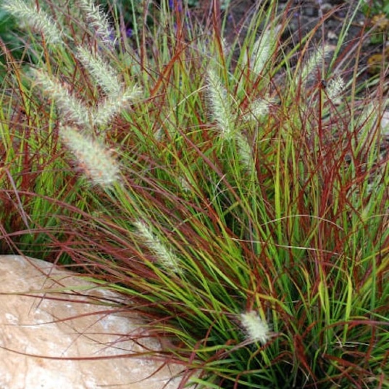 Cenchrus (Pennisetum) alopecuroides 'Burgundy Bunny' - Törpe Tollborzfű