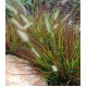 Cenchrus (Pennisetum) alopecuroides 'Burgundy Bunny' - Törpe Tollborzfű