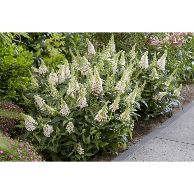 Buddleja davidii 'Butterfly Candy Little White' - Törpe nyáriorgona