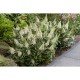 Buddleja davidii 'Butterfly Candy Little White' - Törpe nyáriorgona