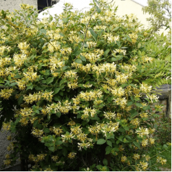 Lonicera periclymenum 'Graham Thomas' – kúszó lonc