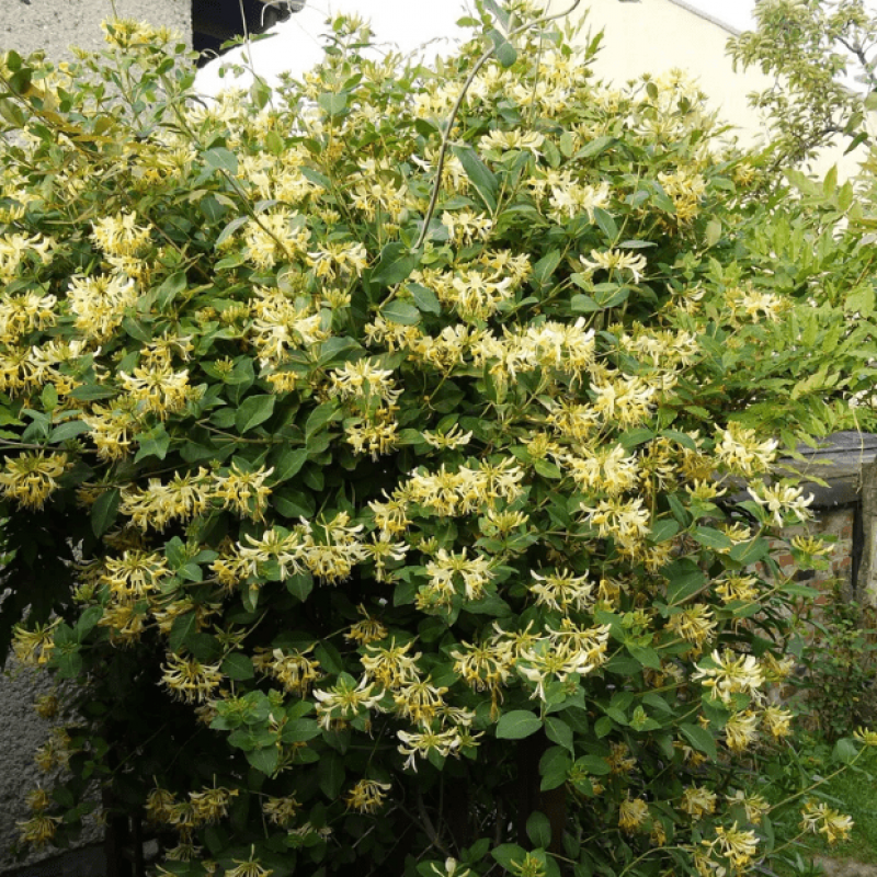 Lonicera periclymenum 'Graham Thomas' – kúszó lonc