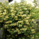 Lonicera periclymenum 'Graham Thomas' – kúszó lonc