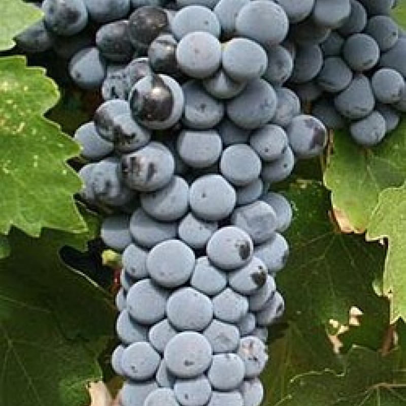 Cabernet Sauvignon Borszőlő