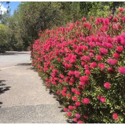 Callistemon ‘Mauve Mist’ 