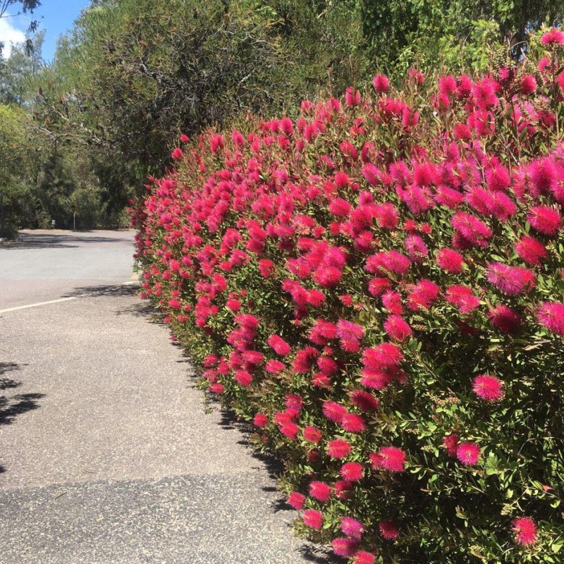 Callistemon ‘Mauve Mist’ 