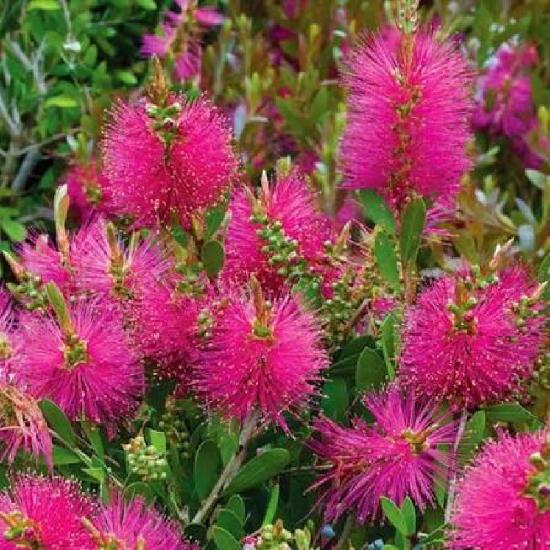 Callistemon ‘Mauve Mist’ 