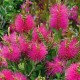 Callistemon ‘Mauve Mist’ 