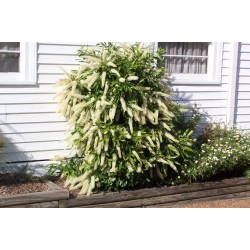 Callistemon ‘White’ - Fehér virágú kefevirág