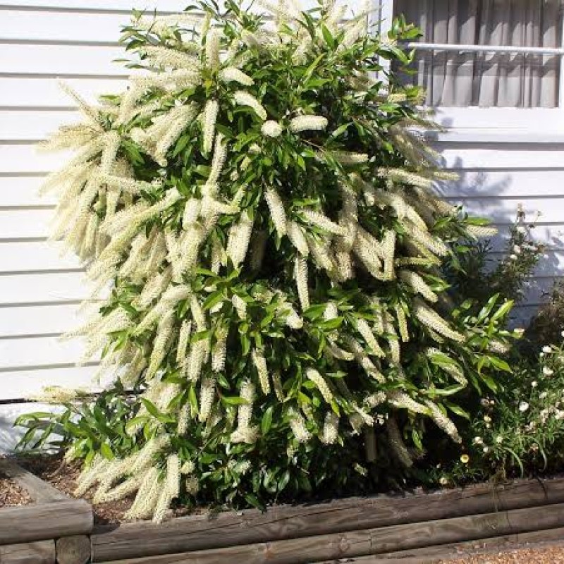 Callistemon ‘White’ - Fehér virágú kefevirág